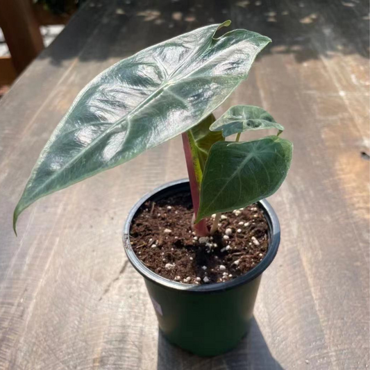 Alocasia Pink Dragon in 3.5” Plastic Pot