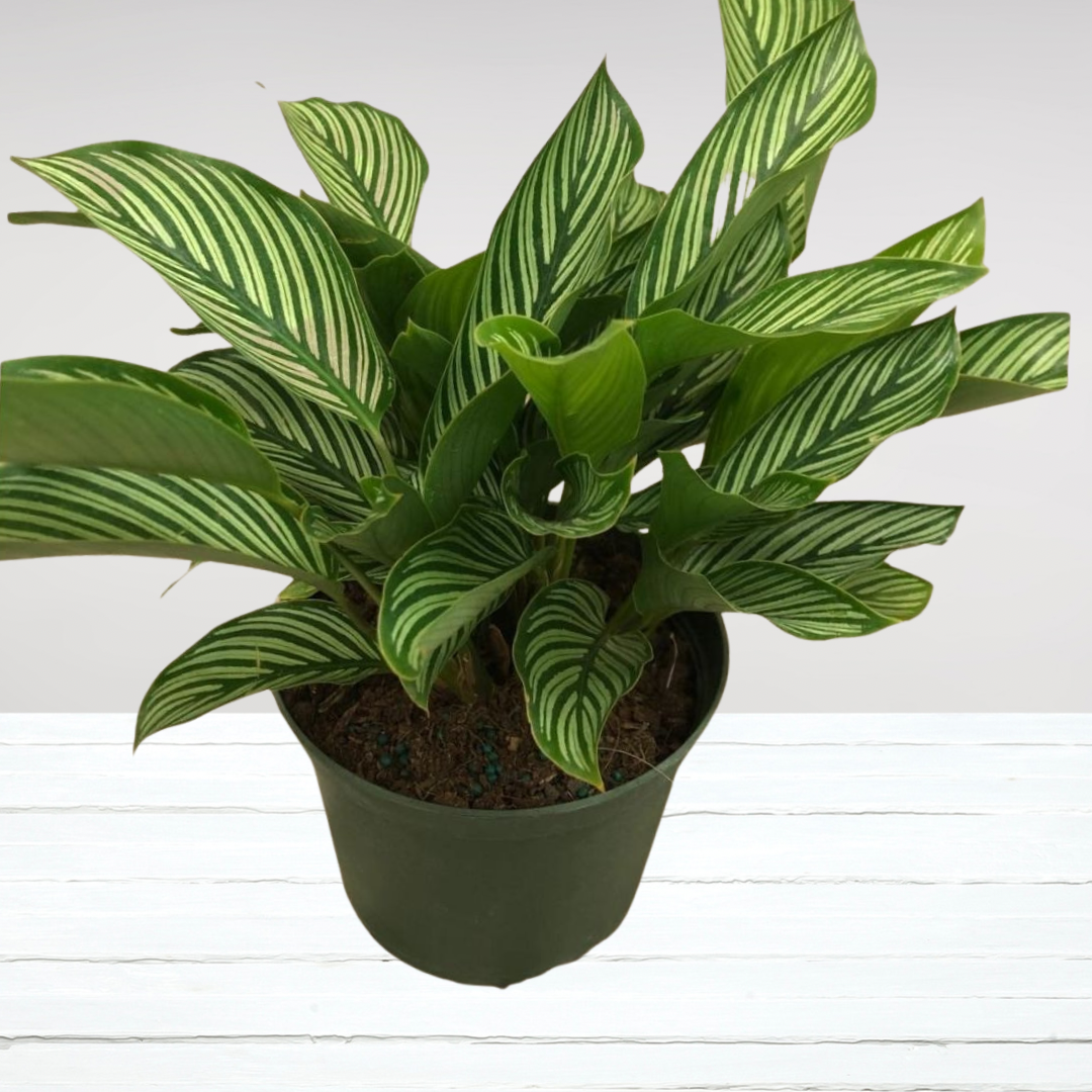 Calathea White Stripes in Plastic Pot