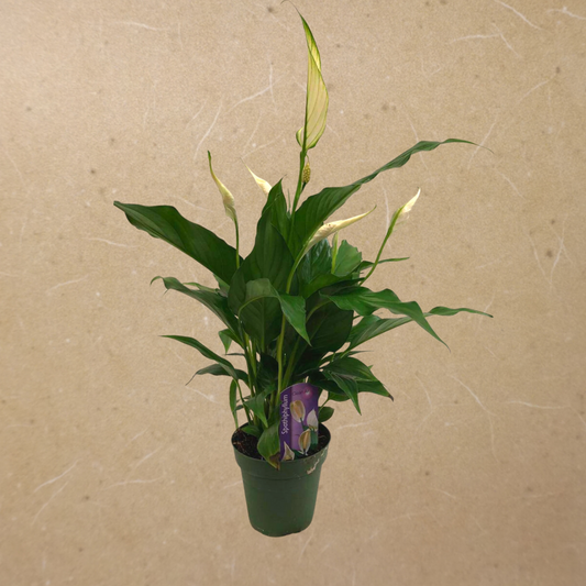 Peace Lily in Plastic Pot