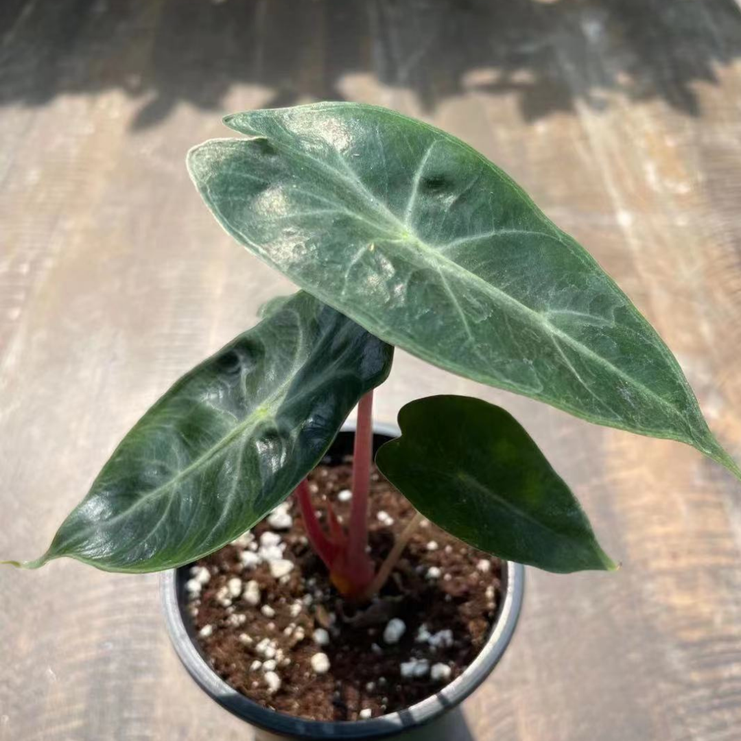 Alocasia Pink Dragon in 3.5” Plastic Pot