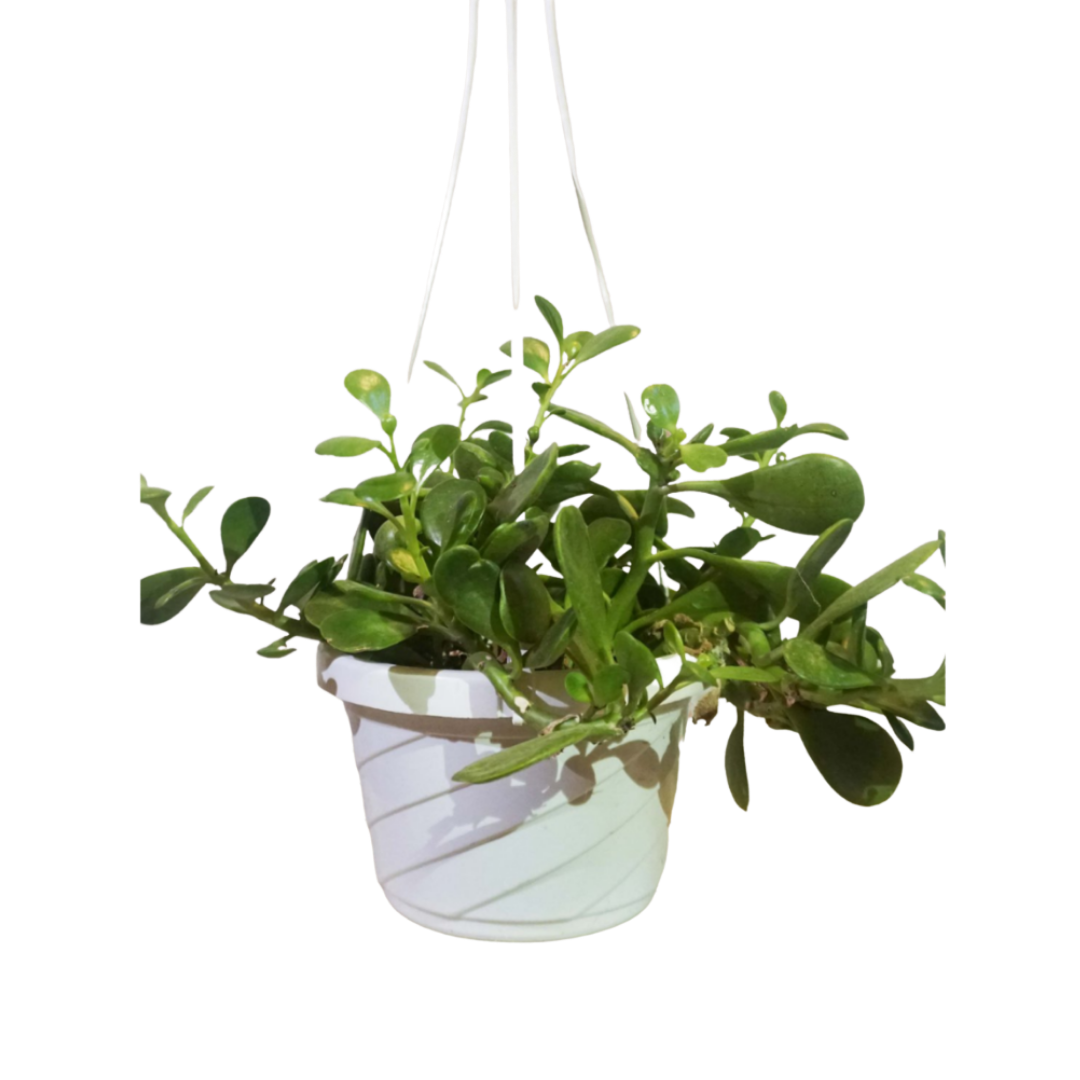trailing jade hanging plant Trailing Jade in 6" Hanging Basket – Queens Fruit Market & Plants