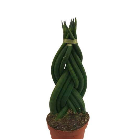 Sansevieria Cylindrical Braid in 5" Plastic Pot