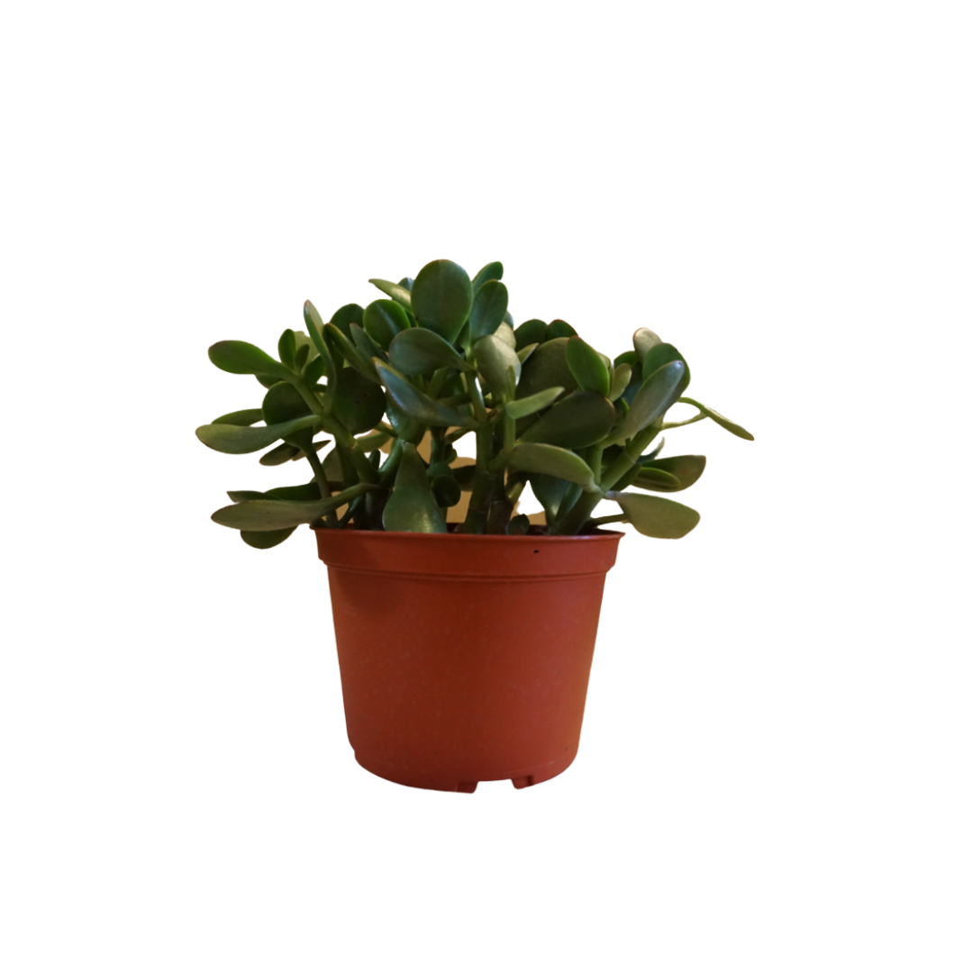 Jade Plant in Plastic Pot