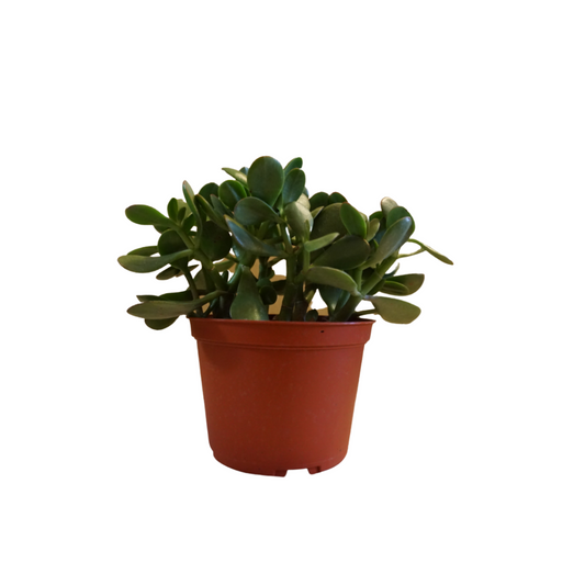 Jade Plant in Plastic Pot