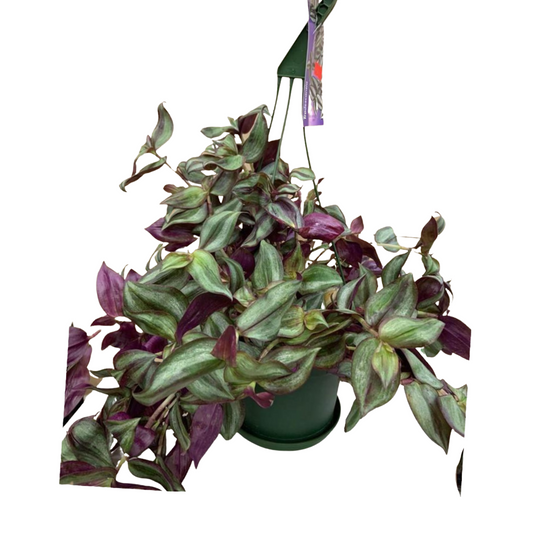 Wandering Jew Purple in 6" Hanging Basket