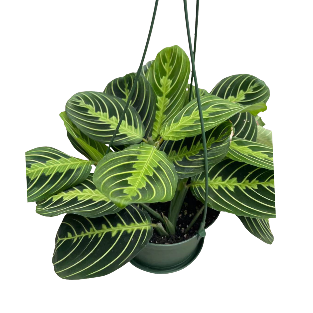 prayer plant hanging basket Prayer Plant