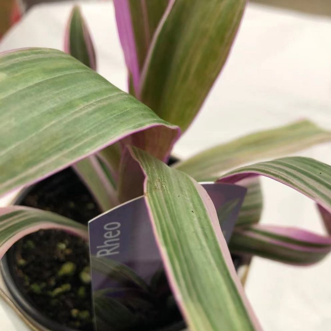 Rheo in 3.5” Plastic Pot