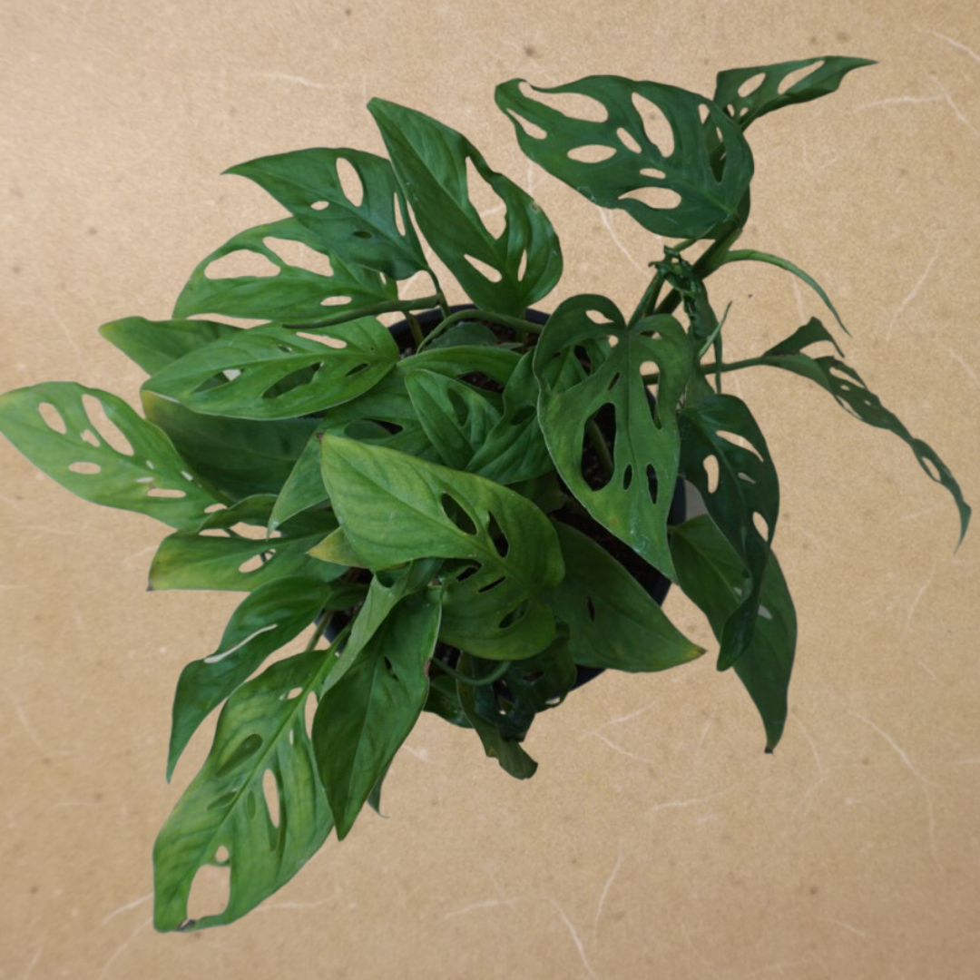 Philodendron Swiss Cheese in 6” Plastic Pot