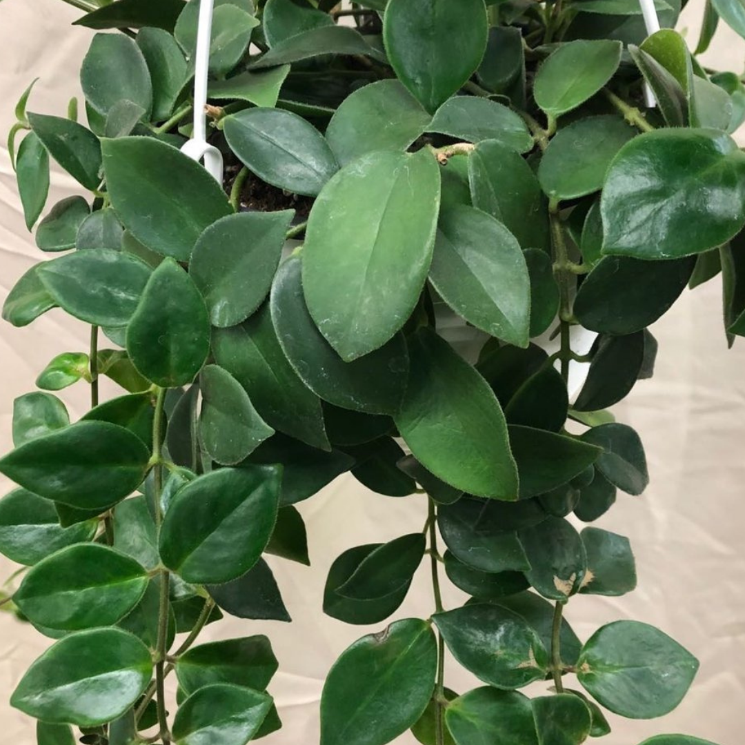Lipstick Plant in 8” Hanging Basket