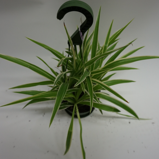 Spider Plant in Hanging Basket