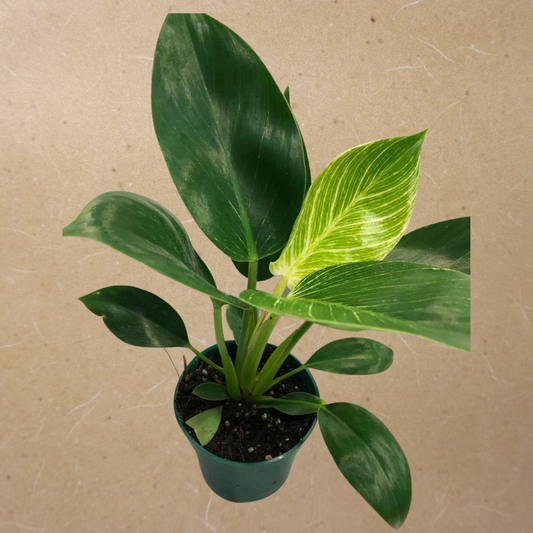 Philodendron Birkin in Plastic Pot