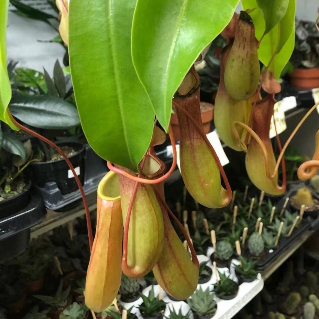 Pitcher Plant in 6” Hanging Basket