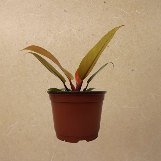 Philodendron - Princess of Orange in Plastic Pot