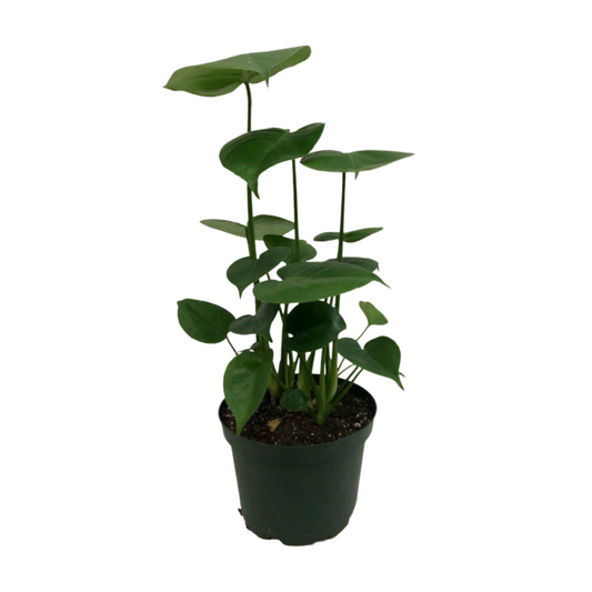 Baby Monstera in 6" Plastic Pot