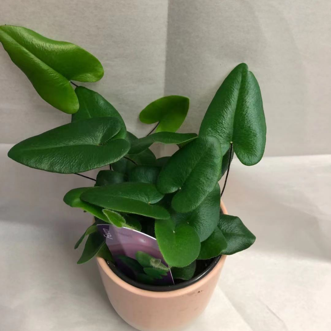 Heart Shape Fern in 3.5” Plastic Pot