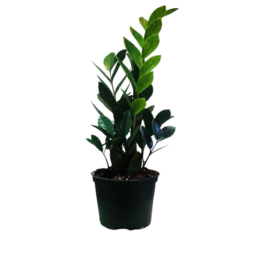 ZZ Plant in Plastic Pot