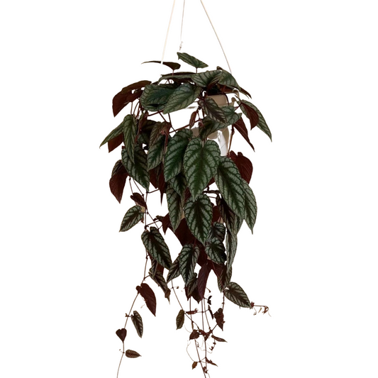Rex Begonia (Cissus Discolour) in 8” Hanging Basket