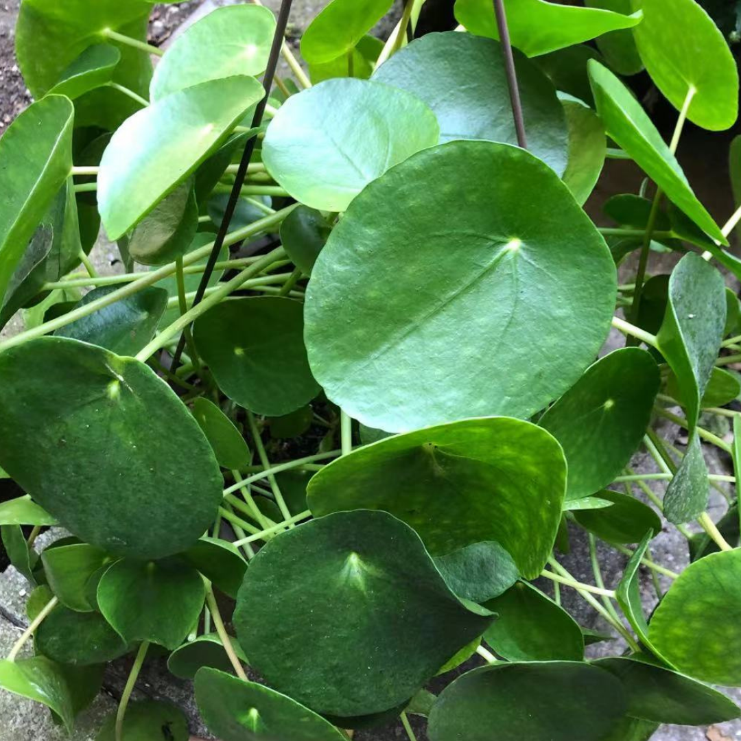 Pilea in Hanging Basket