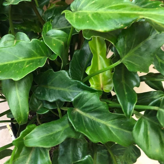 Philodendron Xanadu in 10” Plastic Pot