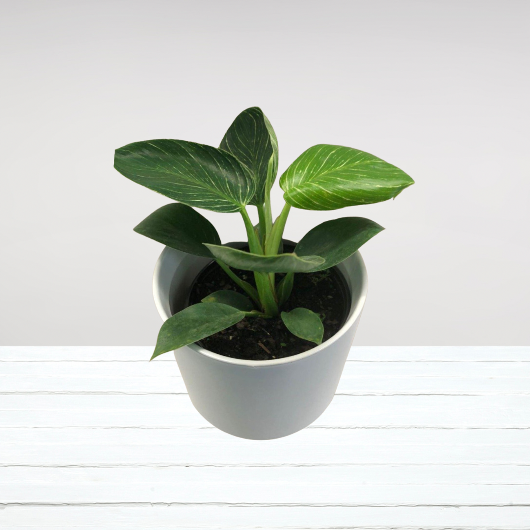 Philodendron Birkin in Plastic Pot