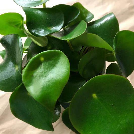 Peperomia Raindrops in 5” Plastic Pot