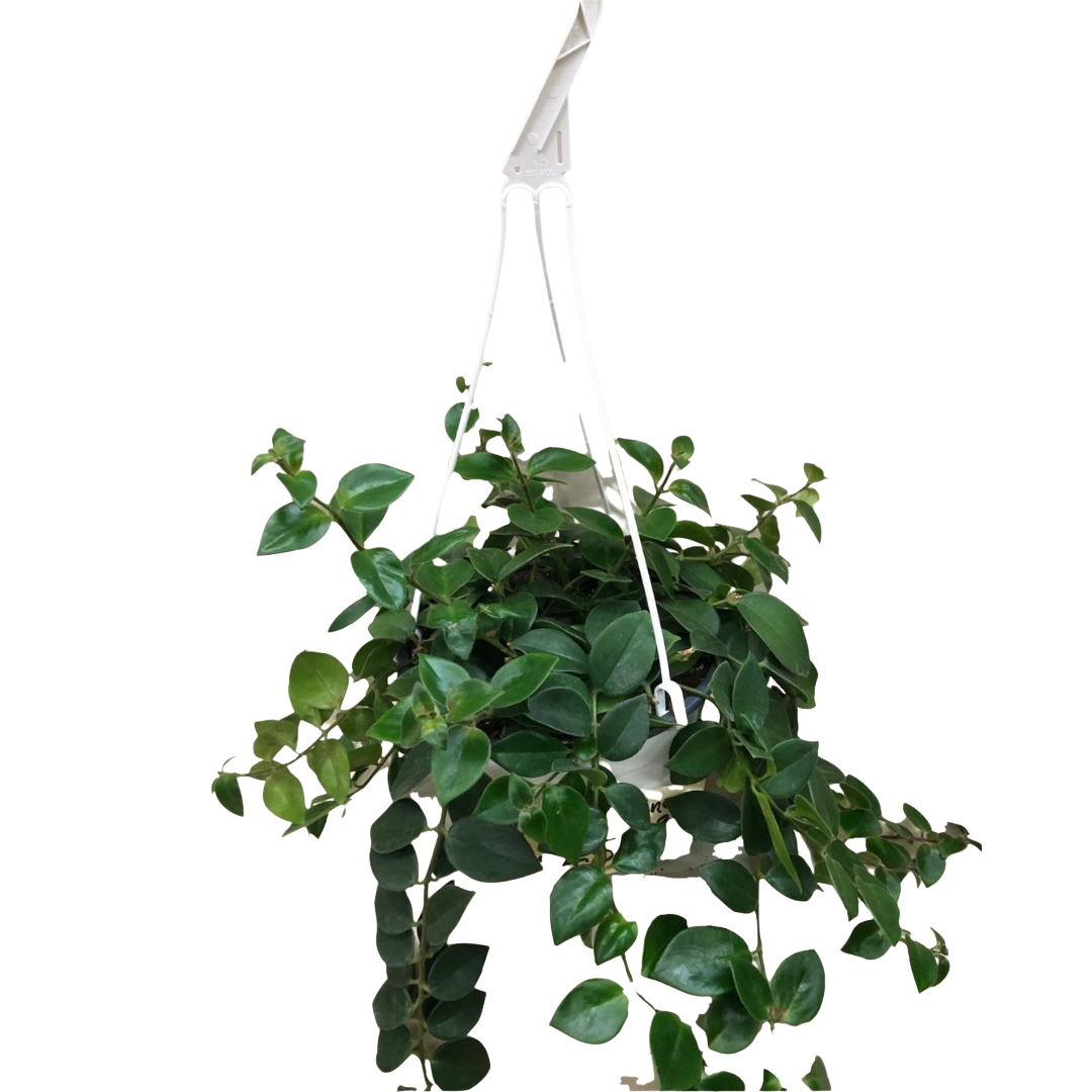 Lipstick Plant in 8” Hanging Basket