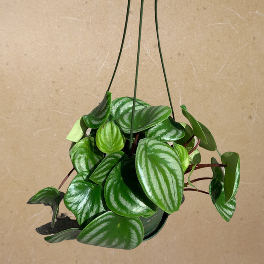 Peperomia Watermelon in 6” Hanging Basket