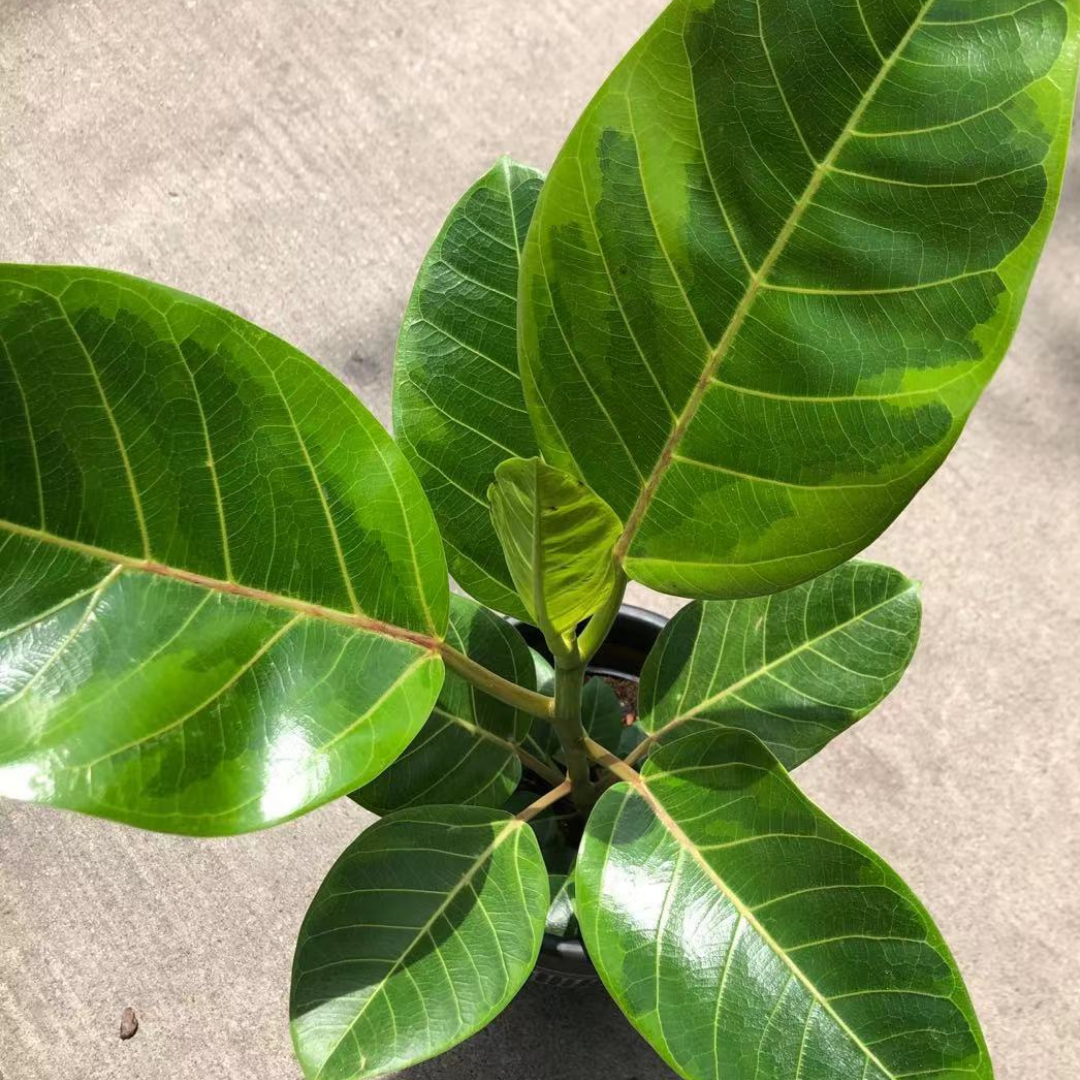 Ficus Benghalensis Variegata Variegated Ficus Audrey in 6” Plastic Pot