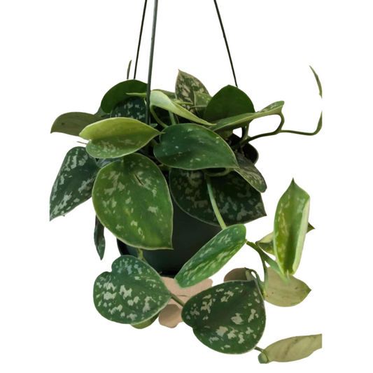 Silver Satin Pothos in 6” Hanging Basket