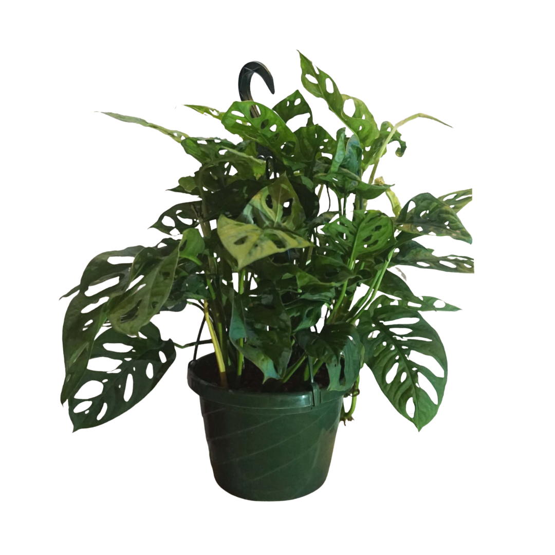 Swiss Cheese Philodendron in 8” Hanging Basket