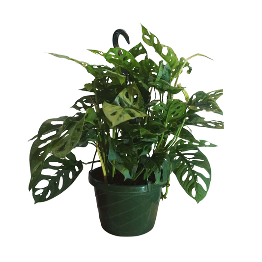 Swiss Cheese Philodendron in 8” Hanging Basket