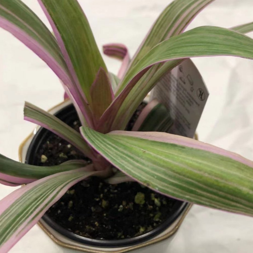 Rheo in 3.5” Plastic Pot