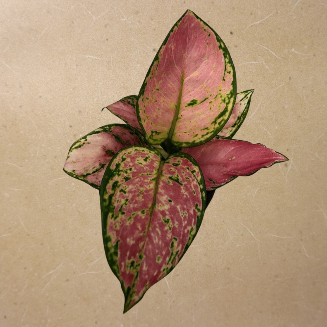 Pink Chinese Evergreen in 4” Plastic Pot