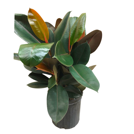 Rubber Plant (Bush) in 10” Plastic Pot