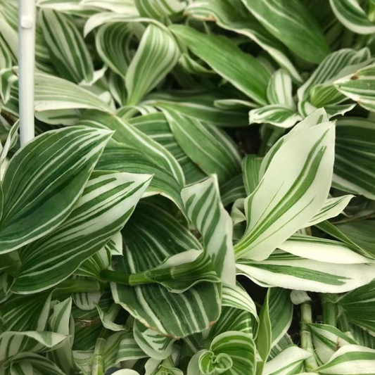 Tradescantia (Wandering Jew) Zebrina in 8” Hanging Basket