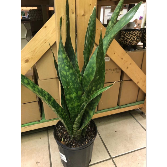 Sansevieria Aubrytiana in 8” Plastic Pot