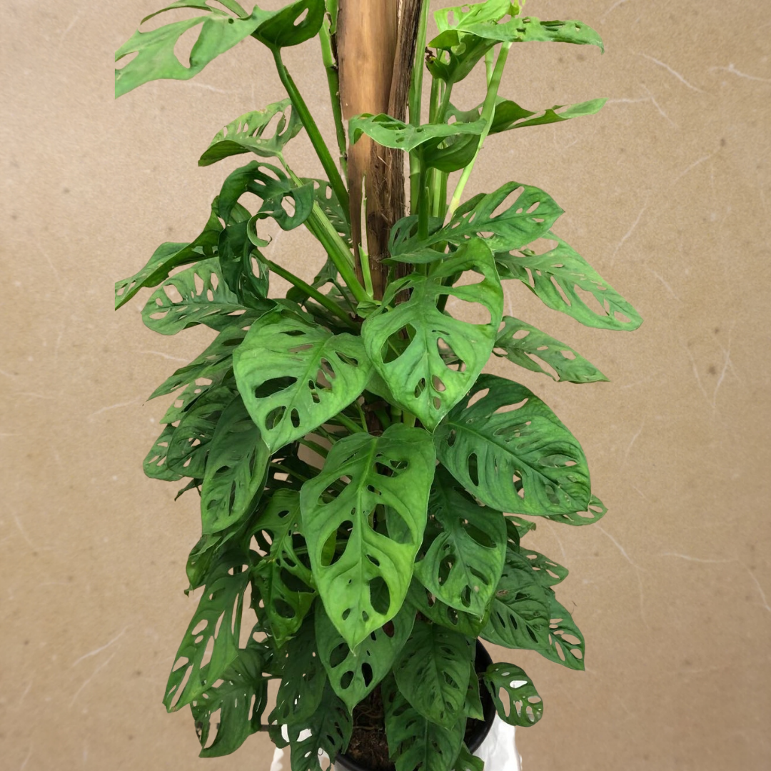 Philodendron Swiss Cheese (on a pole) in Plastic Pot