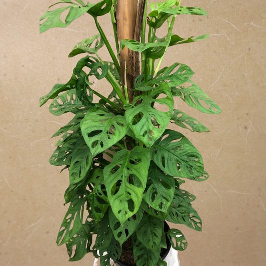 Philodendron Swiss Cheese (on a pole) in Plastic Pot