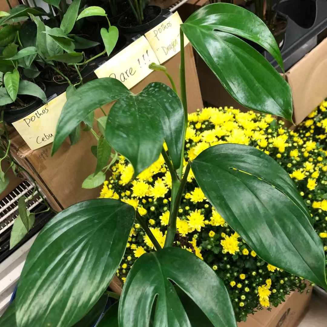 Dragon Tail Pothos in 4" Plastic Pot