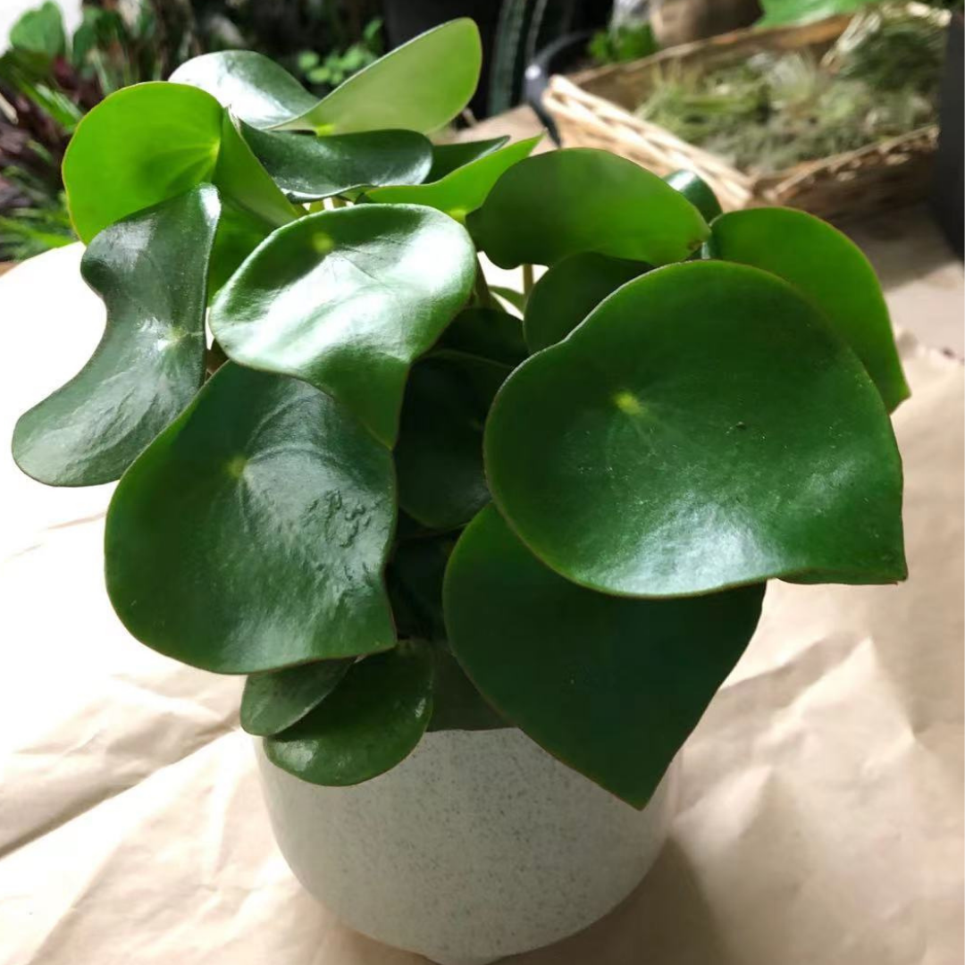 Peperomia Raindrops in 5” Plastic Pot
