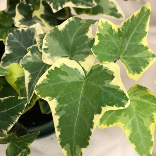 English Ivy Variegated in 6” Hanging Basket