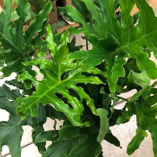 Philodendron Hope in Plastic Pot
