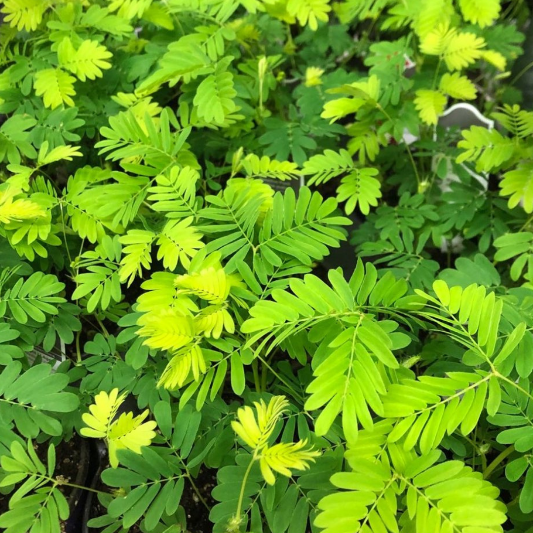 Sensitive Plant in 4” Plastic Pot