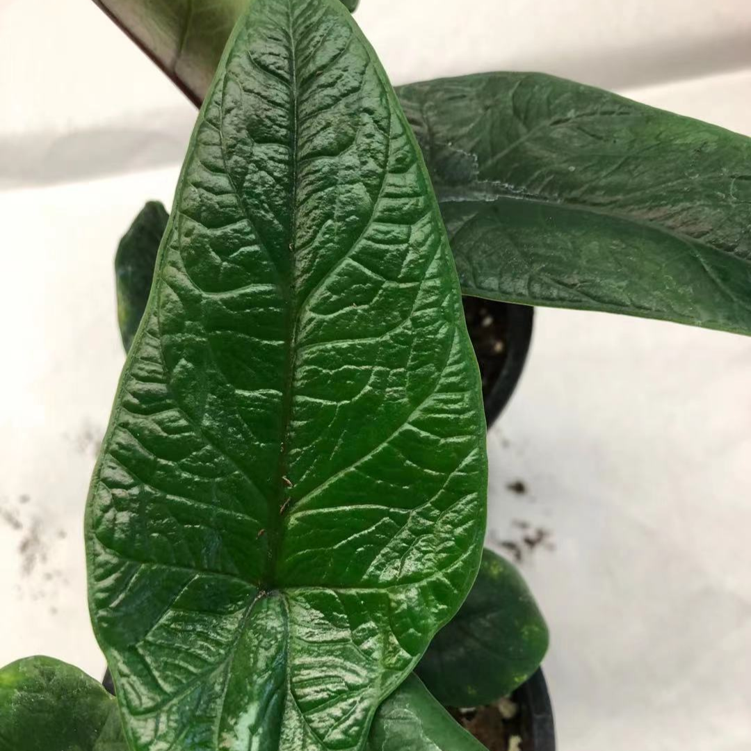 Alocasia Scalprum in 3.5” Plastic Pot