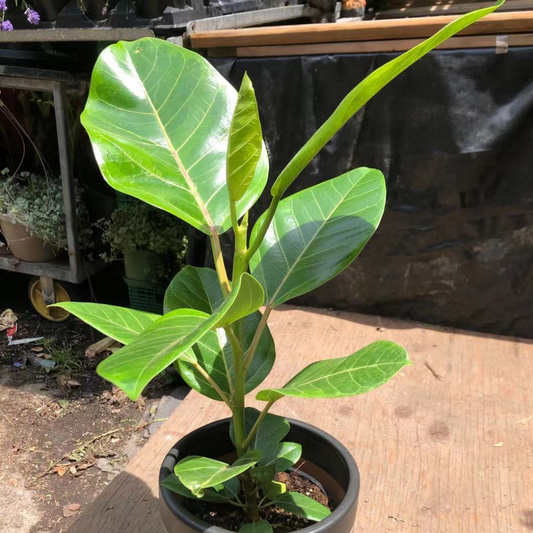Ficus Benghalensis Variegata Variegated Ficus Audrey in 6” Plastic Pot