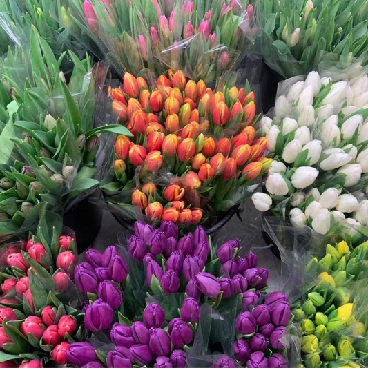 Tulips