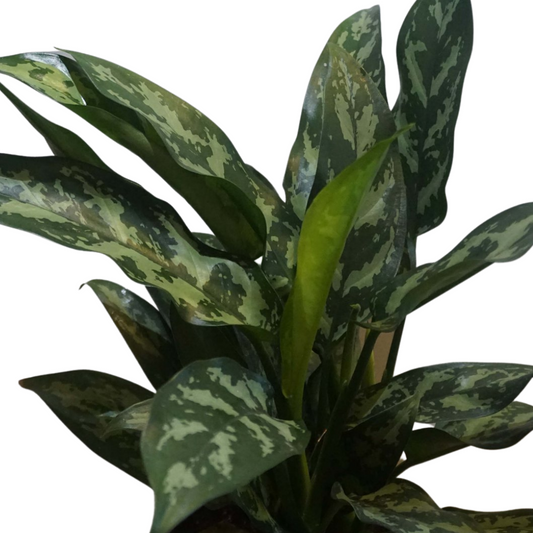 Chinese Evergreen - Aglaonema Commutatum in 6" Plastic Pot