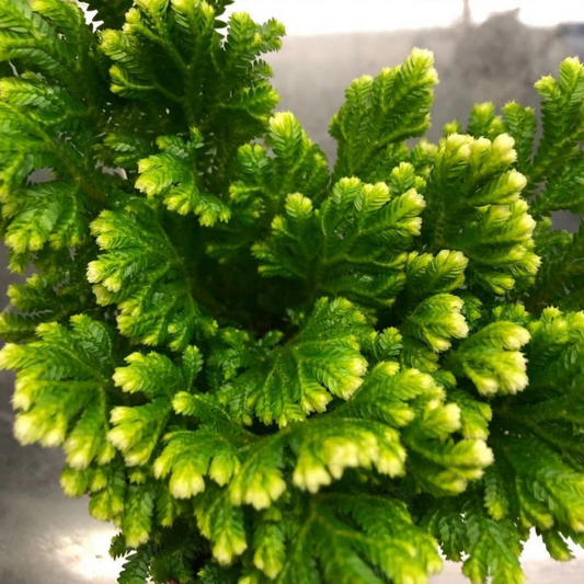 Frosty Fern (Winter Fern) in 4” Plastic Pot