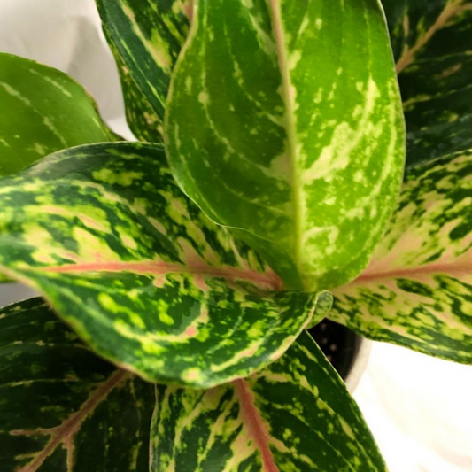 Chinese Evergreen - Aglaonema Sparkling Sarah in 5” Plastic Pot