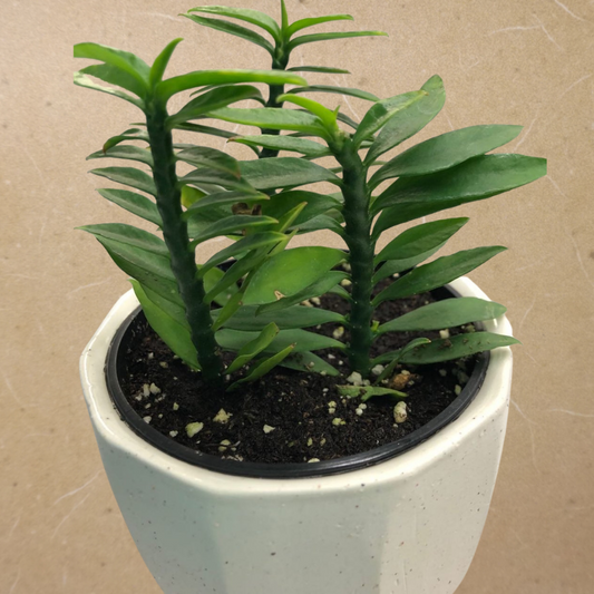 Devils Backbone Green in 3.5” Plastic Pot